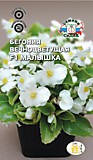 цветок Бегония Малышка F1 (вечноцветущая, белая) (Евро, 10)