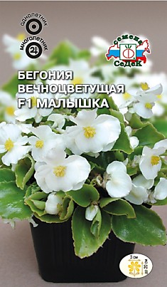 цветок Бегония Малышка F1 (вечноцветущая, белая) (Евро, 10)