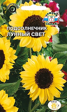 цветок Подсолнечник Лунный свет (лимонно-желтый) (Евро, 1)