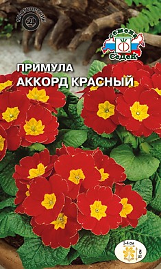 цветок Примула Аккорд красный (бесстебельная) (Евро, 5)
