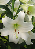 Лилия ЛО-Гибрид Вайт Триумф