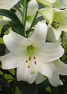 Лилия ЛО-Гибрид Вайт Триумф