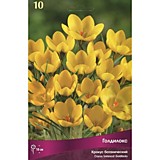 Крокус ботанический Голдилокс